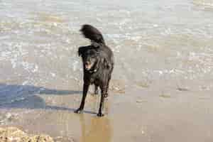 Foto gratuita cane che si diverte in natura