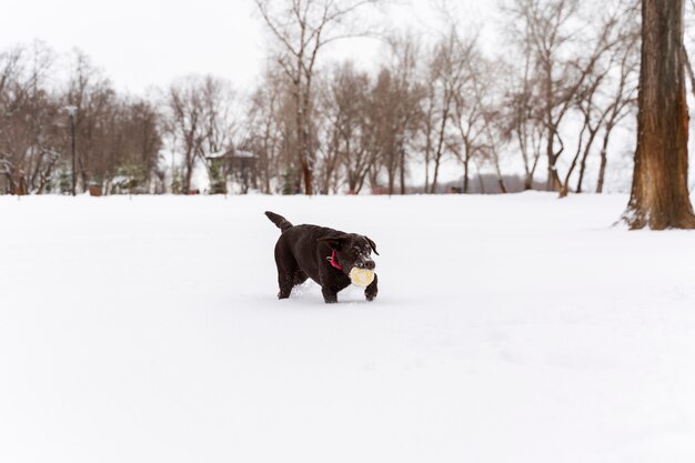 Собака веселится в снегу с семьей