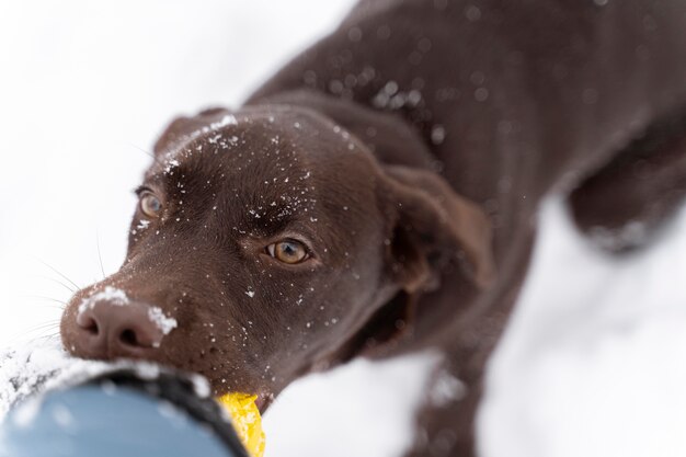 家族と雪の中で楽しんでいる犬