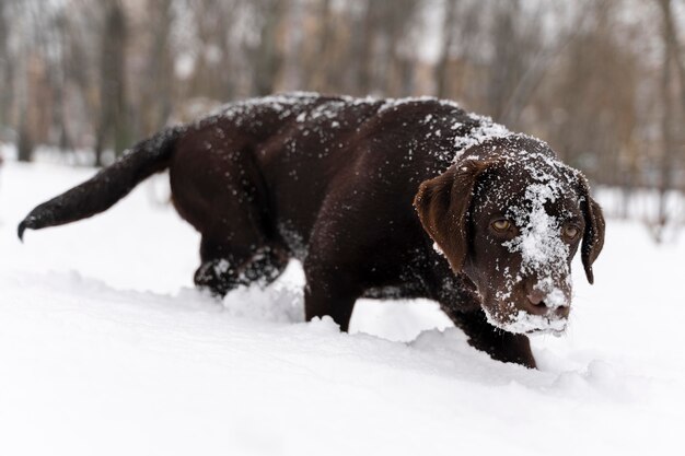 家族と雪の中で楽しんでいる犬