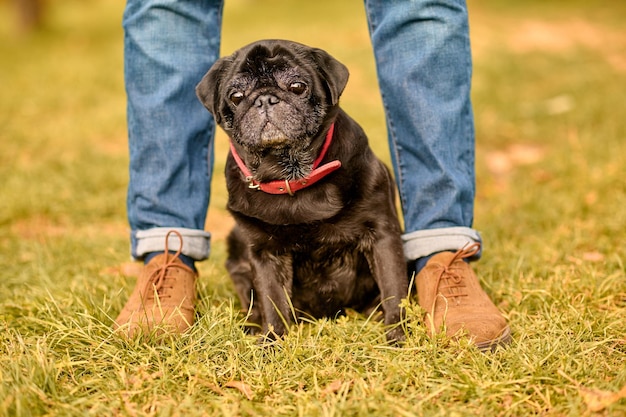 Foto gratuita cane e il suo proprietario. immagine ravvicinata delle gambe dell'uomo e di un cane