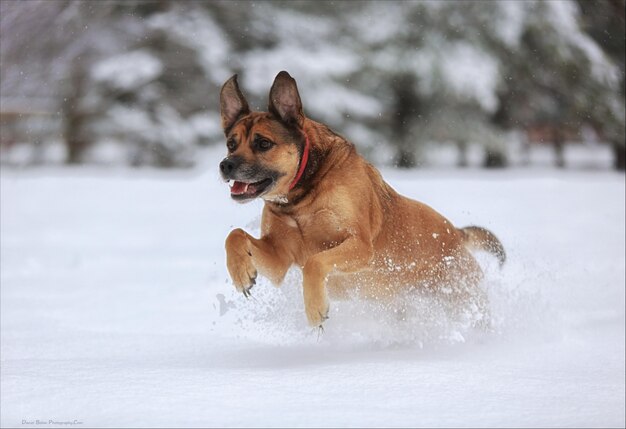 Собака прыгает в снегу