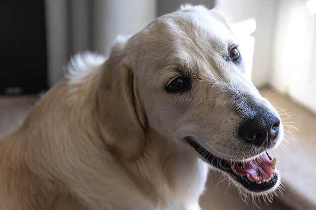 Dog labrador closeup in the interior of the house