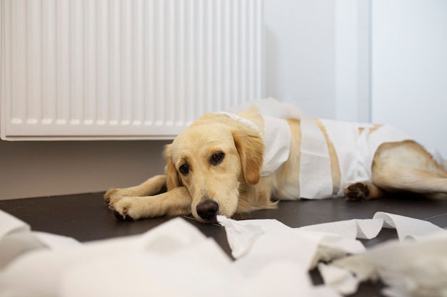 散らかった後、床に横たわっている犬