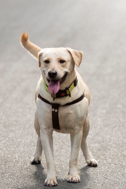 Dog on a leash outdoors