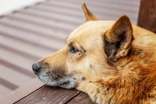 毛布で晴れた日にベッドで休んで小さなかわいい疲れたチワワ犬 ペットのお手入れ ソファで朝寝ている犬の肖像画 疲れている または退屈している うつ病 退屈 犬は飼い主を待っています プレミアム写真 毛布で晴れた日にベッドで休んで小さなかわいい疲れたチワワ犬 ペットのお手入れ ソファで朝寝ている犬の肖像画 疲れている または退屈している うつ病 退屈 犬は飼い主を待っています プレミアム写真