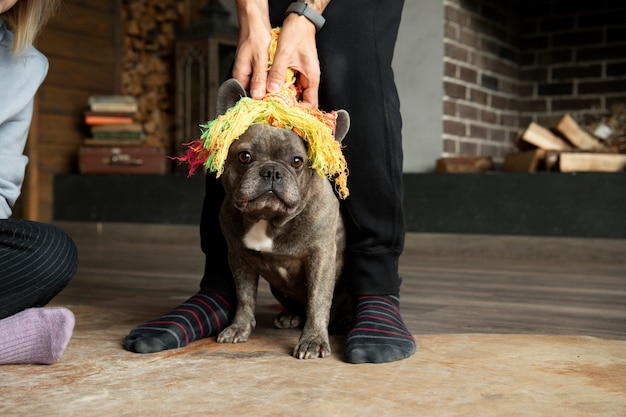 Foto gratuita stile di vita del cane e cura con il proprietario