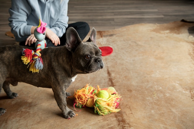 Foto gratuita stile di vita del cane e cura con il proprietario