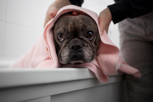 犬のライフスタイルと飼い主とのケア