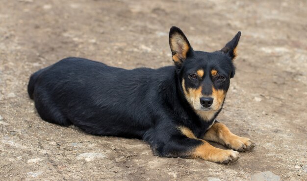 田舎で犬を連れて歩いて恋にかわいいスタイリッシュな流行に敏感なカップル 無料の写真