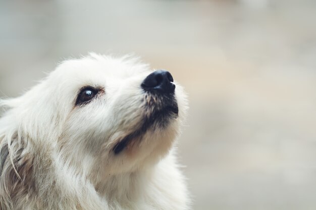 単独で孤独な犬