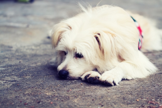 単独で孤独な犬