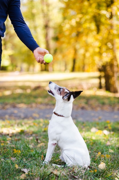 公園でボールを見て犬