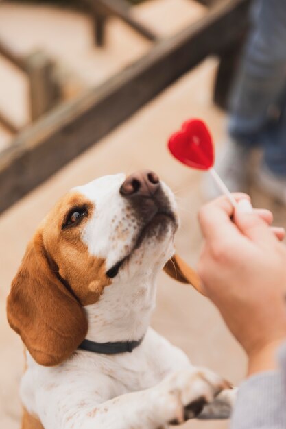 Dog looking at heart lollipop