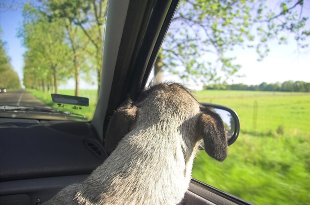 車の窓を通して見ている犬