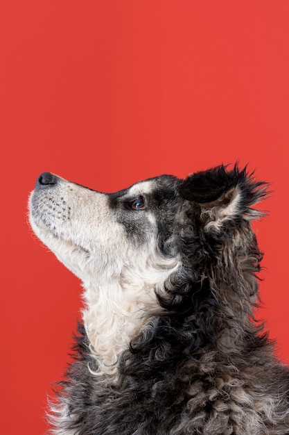 Foto gratuita cane che cerca su fondo rosso