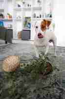 Free photo dog making a mass with plant pot at home