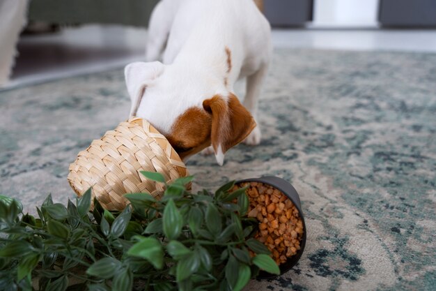 Dog making a mass with plant pot inside