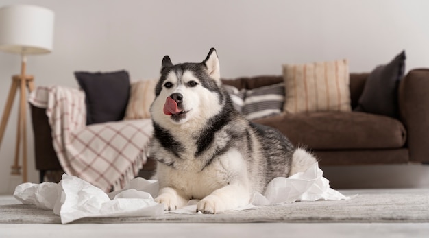 Free photo dog making a mess with toilet paper