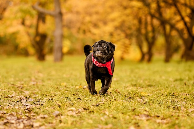 公園の犬。公園を走っている赤い首輪の黒いブルドッグ