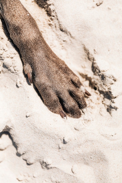 Dog paw in the sand at a beach