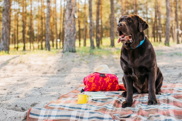 Dog on picnic cloth in nature