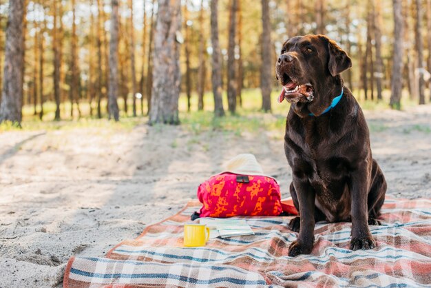 自然の中でピクニック布の上の犬