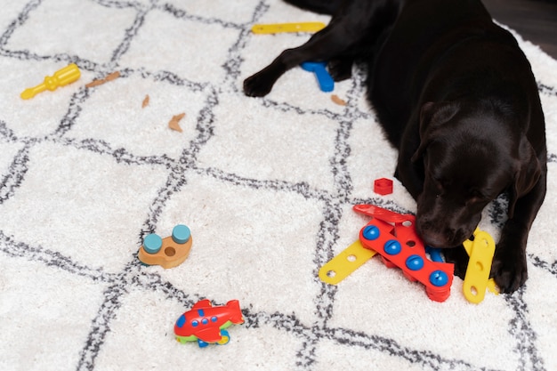 Free photo dog playing in a dirty home