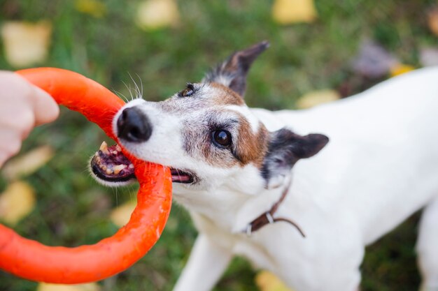 おもちゃで公園で遊ぶ犬 無料の写真