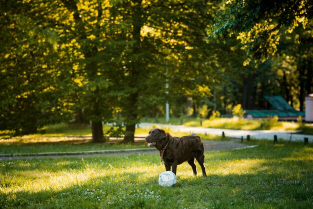 Собака играет с мячом в парке