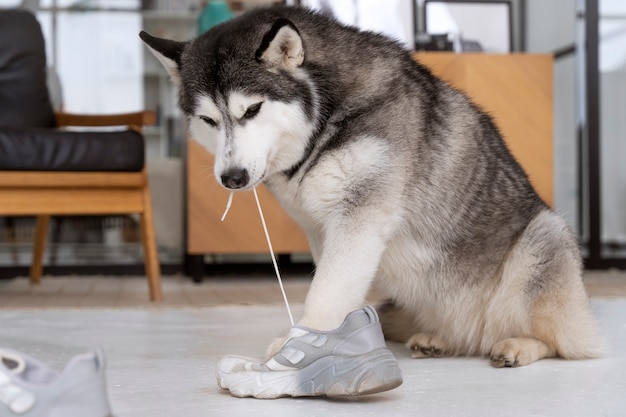 Dog playing with shoelace at home