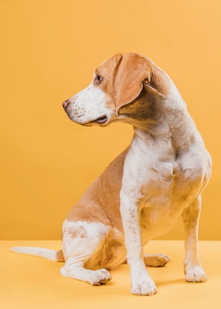 Foto gratuita cane che posa davanti ad una parete gialla