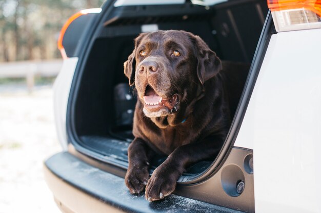 Dog relaxing in open trunk