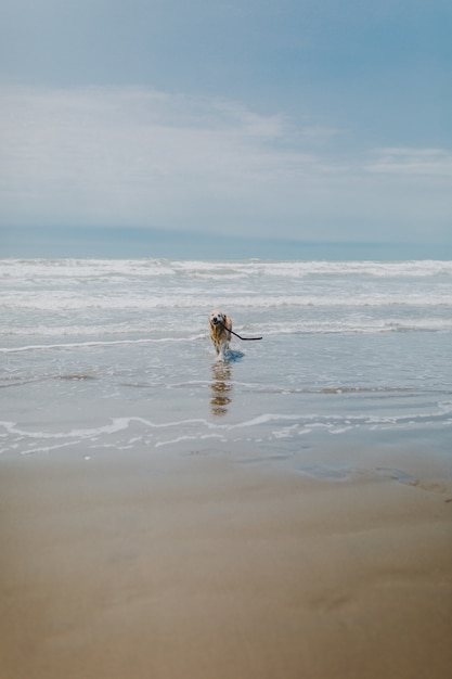 Dog running around the sea surrounded by the beach under a cloudy sky