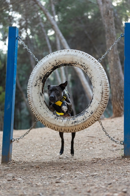 トレーニングセッション中にタイヤを駆け抜ける犬