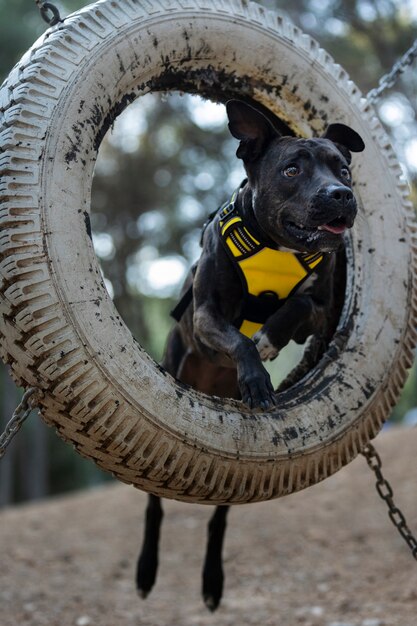 Dog running through tire during a training session