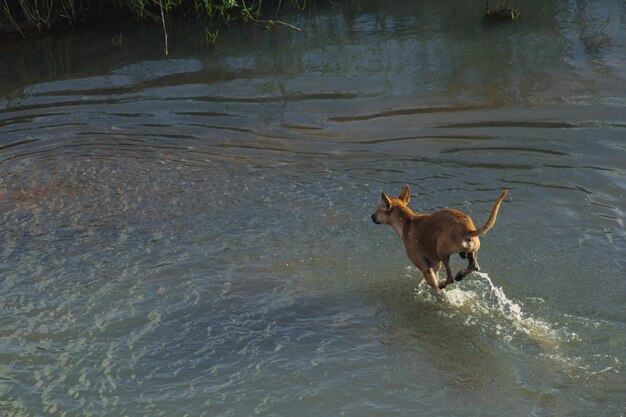 Dog running through water onto dry land