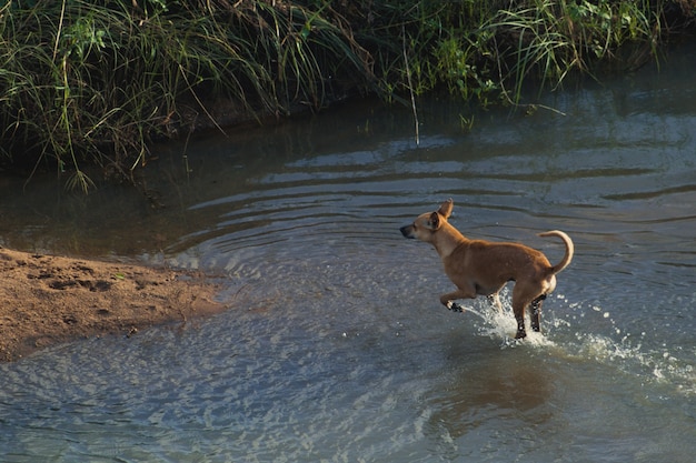 Dog running through water onto dry land