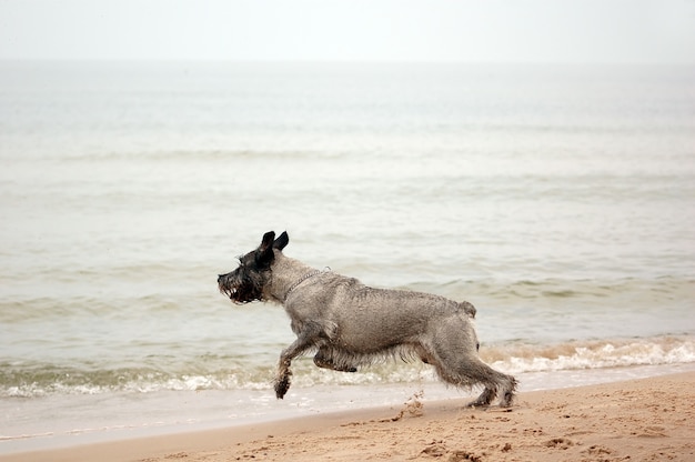 実行中の犬