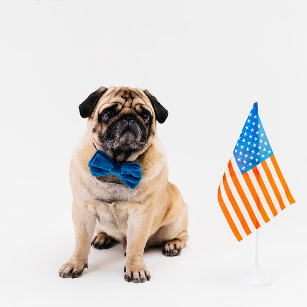 Dog sitting on floor on Independence Day