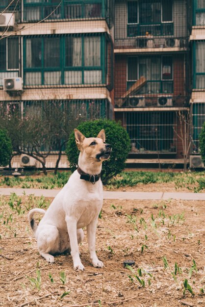 Dog sitting on lawn
