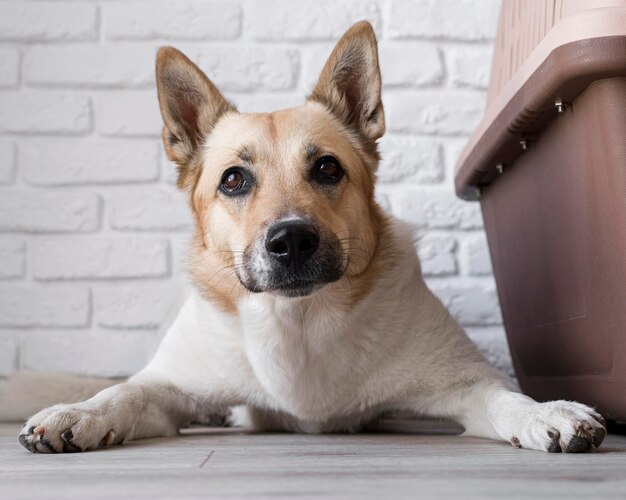 Dog sitting near his kennel