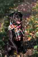Free photo dog sitting in park wearing colorful scarf