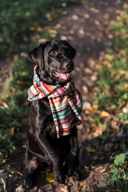 カラフルなスカーフを着て公園に座っている犬