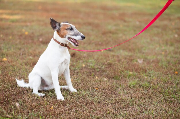 Dog sitting in park with leash