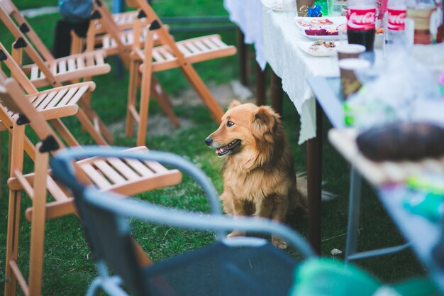 パーティーに座って犬