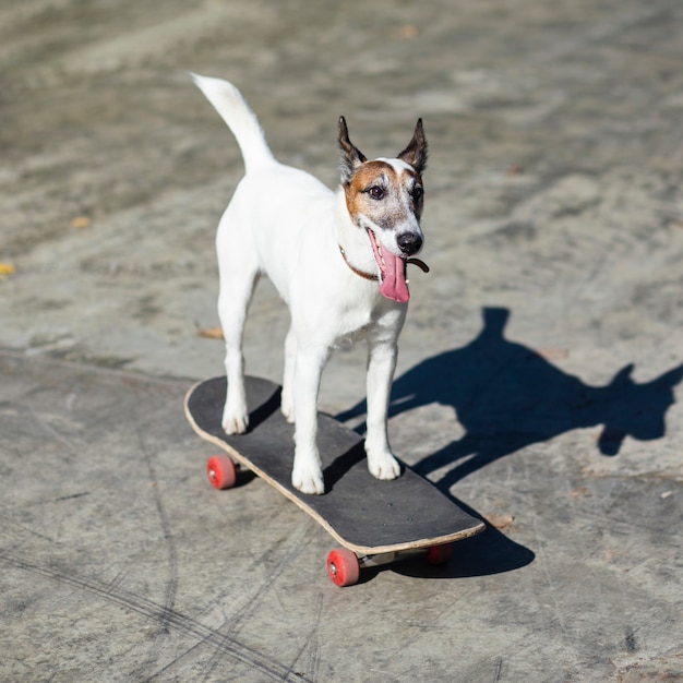 Собака сидит на скейтборде в парке