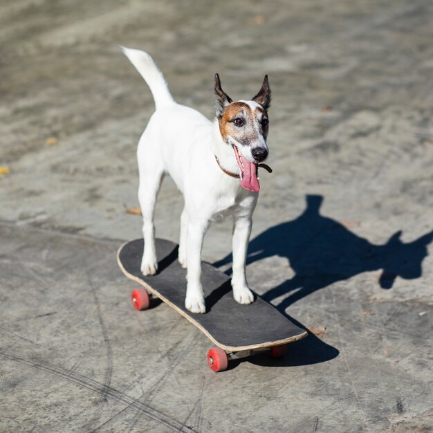 公園でスケートボードに座っている犬