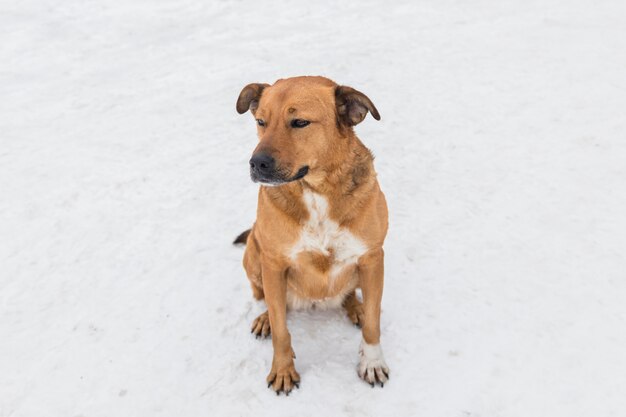 白い雪に覆われた土地の上に座っている犬