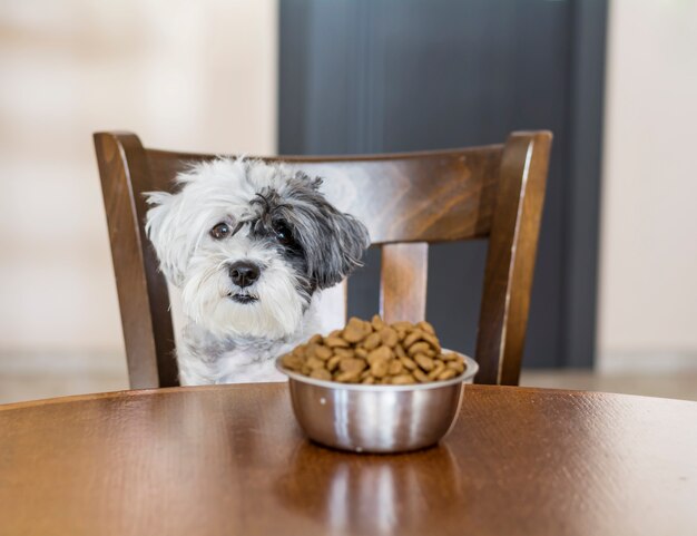 木製の椅子に座って犬